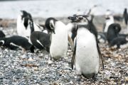 Foto: Tierra del Fuego. Gateway to the Icy Continent